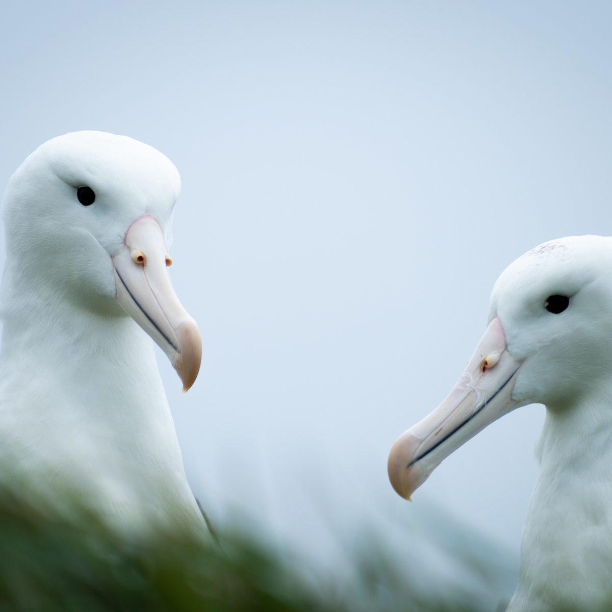 a flock of seagulls standing next to a body of water